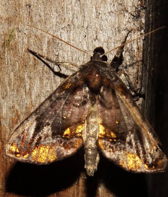 Lamprotes c-aureum - c-betűs aranybagoly