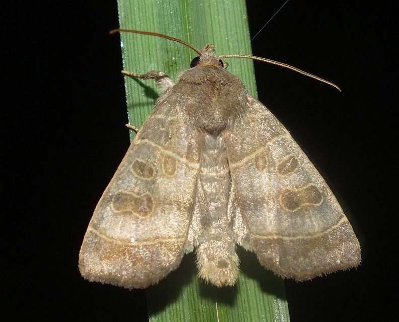 Ipimorpha subtusa - csúcsos nyárfabagoly