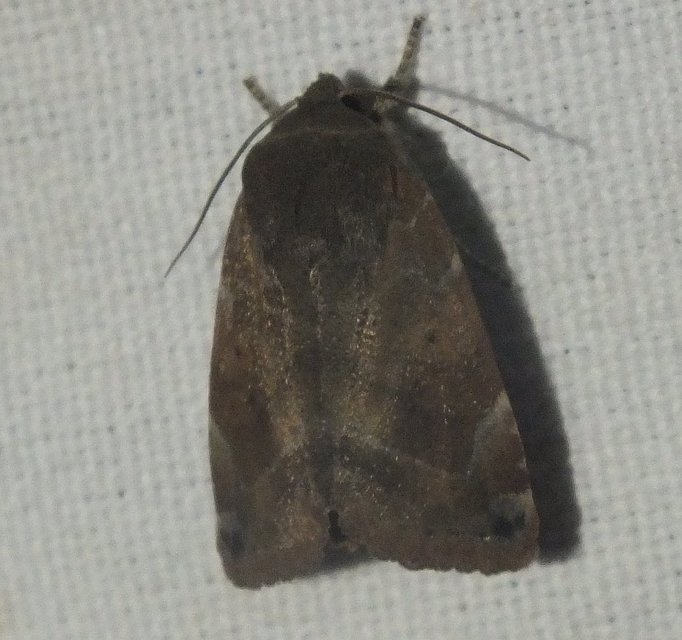 Cosmia affinis - barna lombbagoly