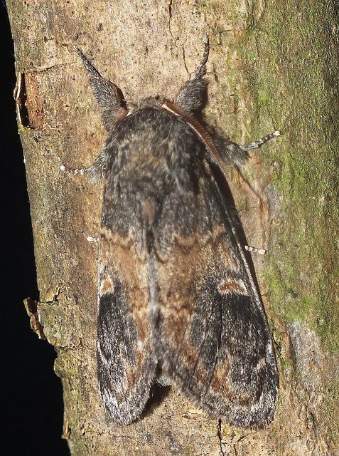 Notodonta tritophus - tarajos púposszövő