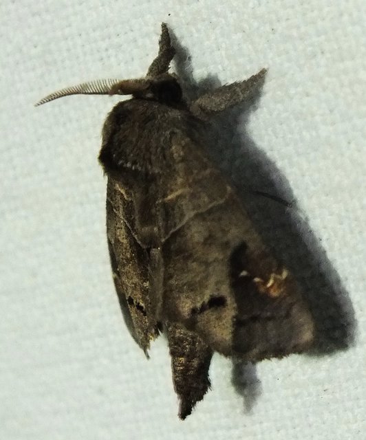 Clostera anachoreta - tarka levélszövő
