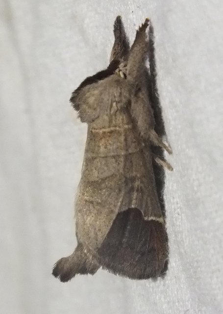 Clostera curtula - rövidszárnyú levélszövő