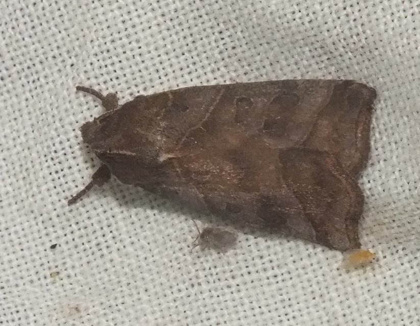 Ipimorpha retusa - sarlós fűzbagoly