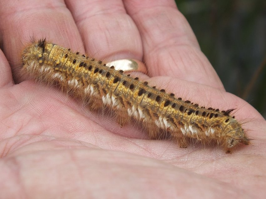 Euthrix potatoria - szomjas pohók