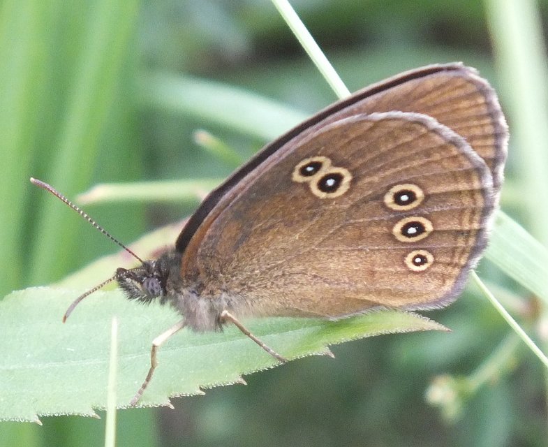 Aphantopus hyperanthus - közönséges ökörszemlepke