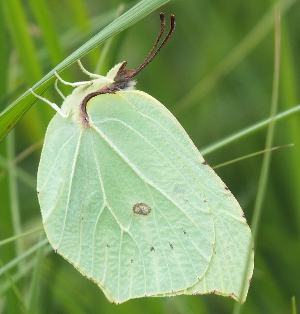 Gonepteryx rhamni - citromlepke