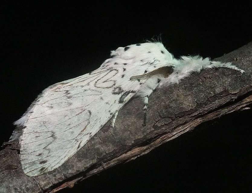 Cerura erminea - hermelin-púposszövő