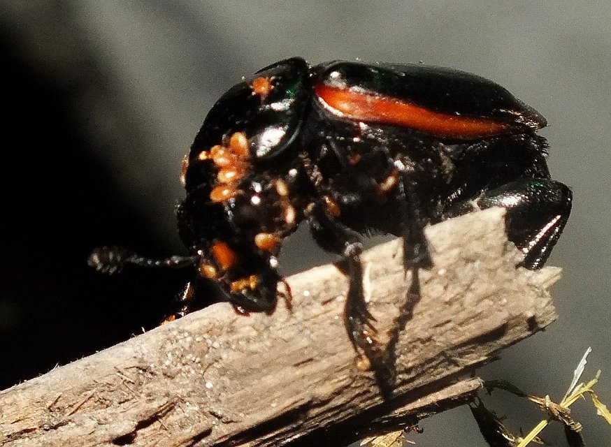 Nicrophorus germanicus - nagy temetőbogár