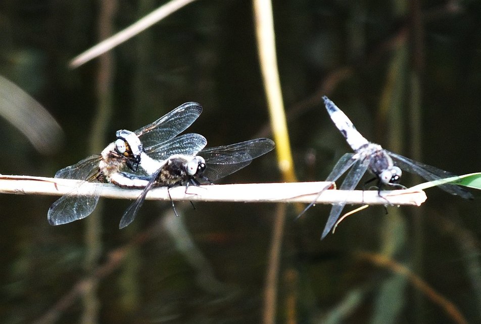 Libellula fulva - kisfoltos laposacsa