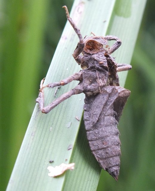 Libellula fulva - kisfoltos laposacsa