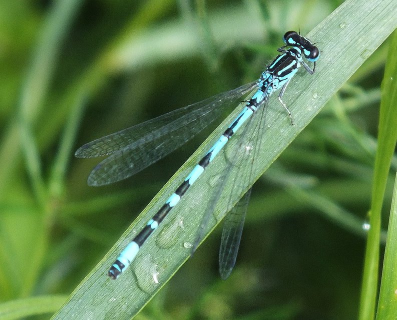 Coenagrion ornatum - díszes légivadász