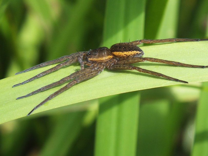Dolomedes fimbriatus - szegélyes vidrapók