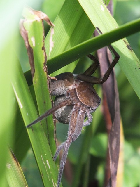 Dolomedes plantarius - parti vidrapók