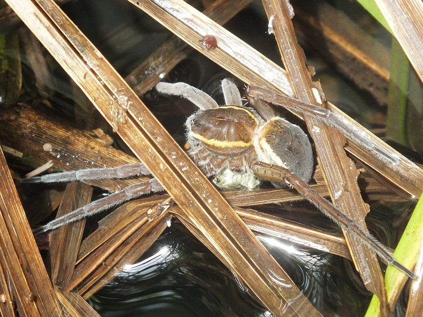Dolomedes fimbriatus - szegélyes vidrapók