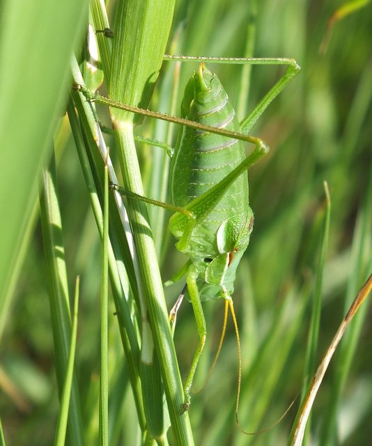 Isophya costata - magyar tarsza