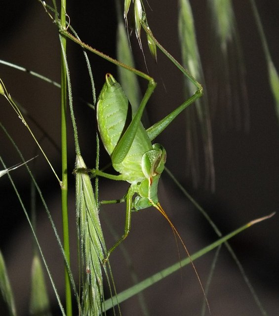 Isophya costata - magyar tarsza