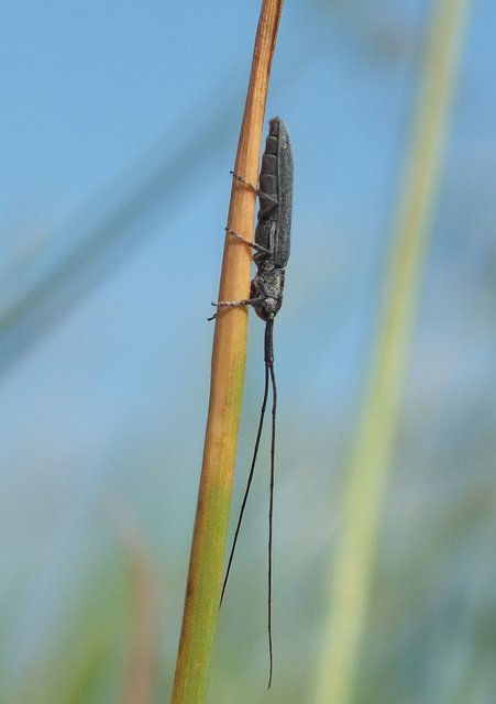Calamobius filum - hosszúcsápú szalmacincér