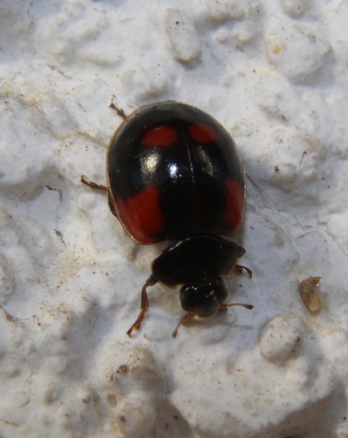 Adalia bipunctata - kétpettyes katica