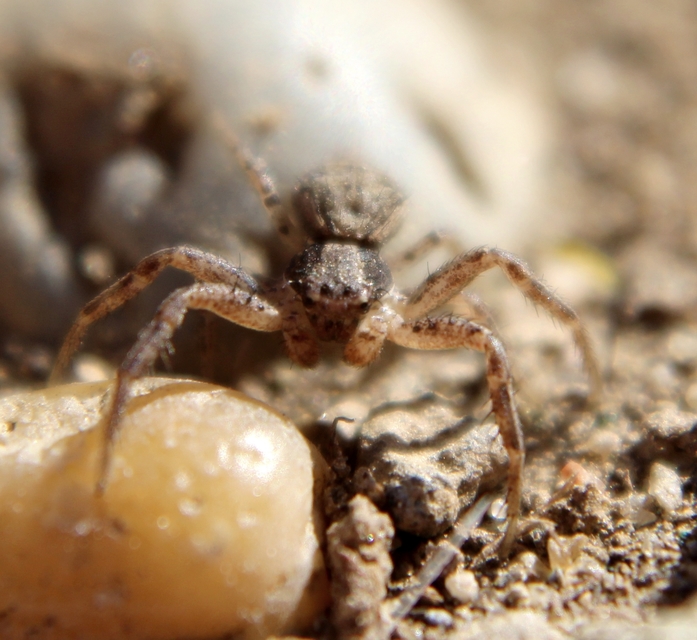 Xysticus