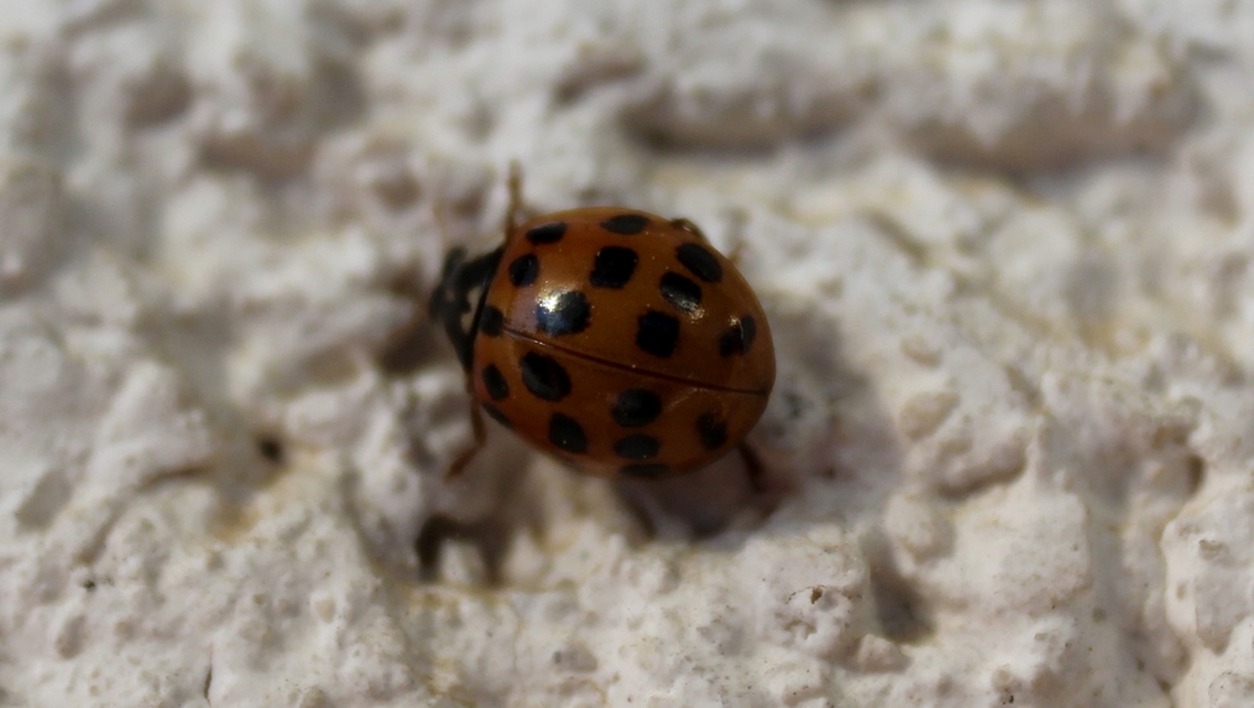 Harmonia axyridis - harlekinkatica
