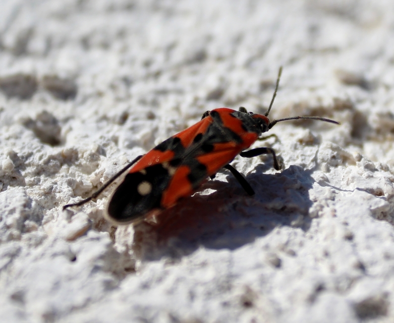 Lygaeus equestris/simulans