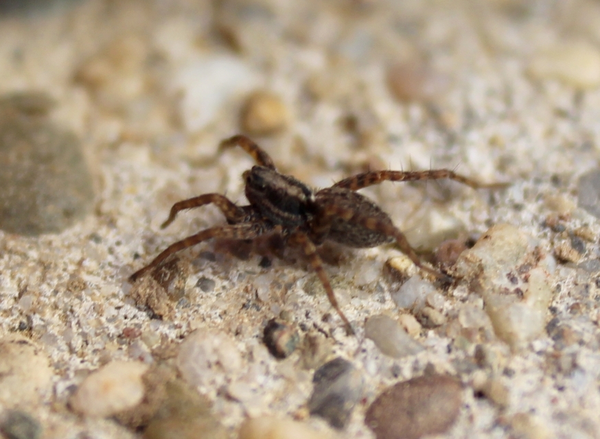 Pardosa