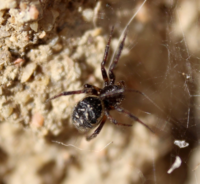 Steatoda albomaculata - koszorús törpepók