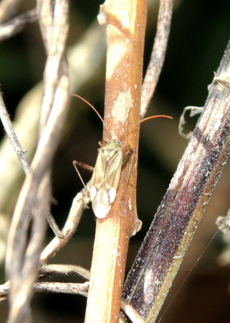 Adelphocoris lineolatus - lucernapoloska