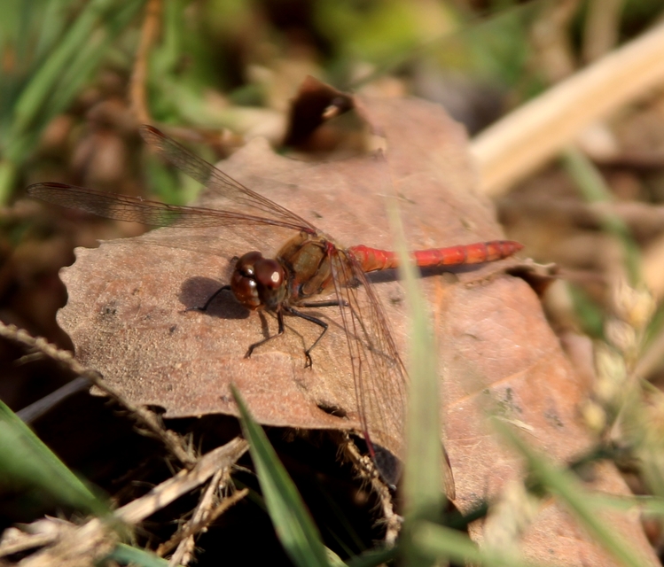 Sympetrum striolatum/vulgatum