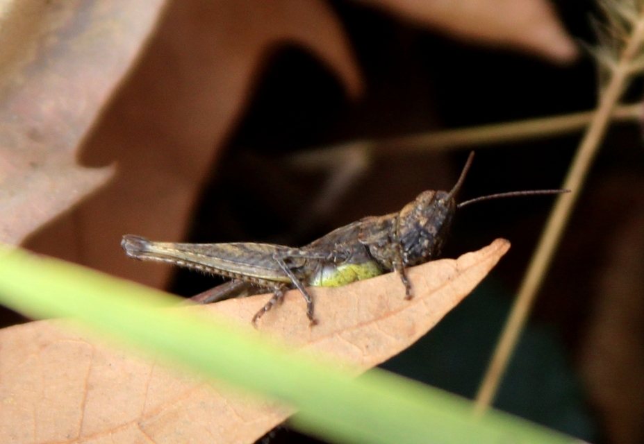 Chorthippus (Glyptobothrus) (subgenus)