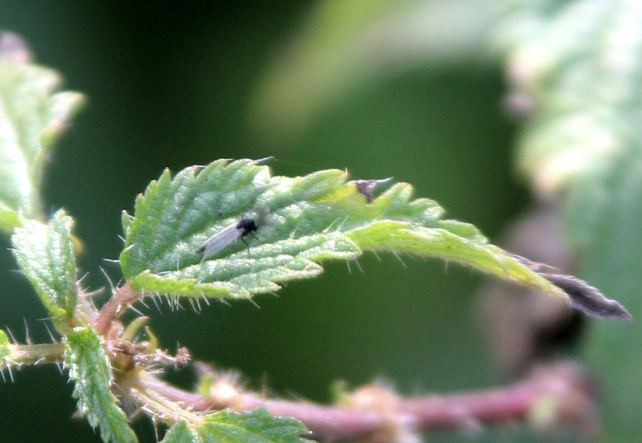 Chironomidae - árvaszúnyogok