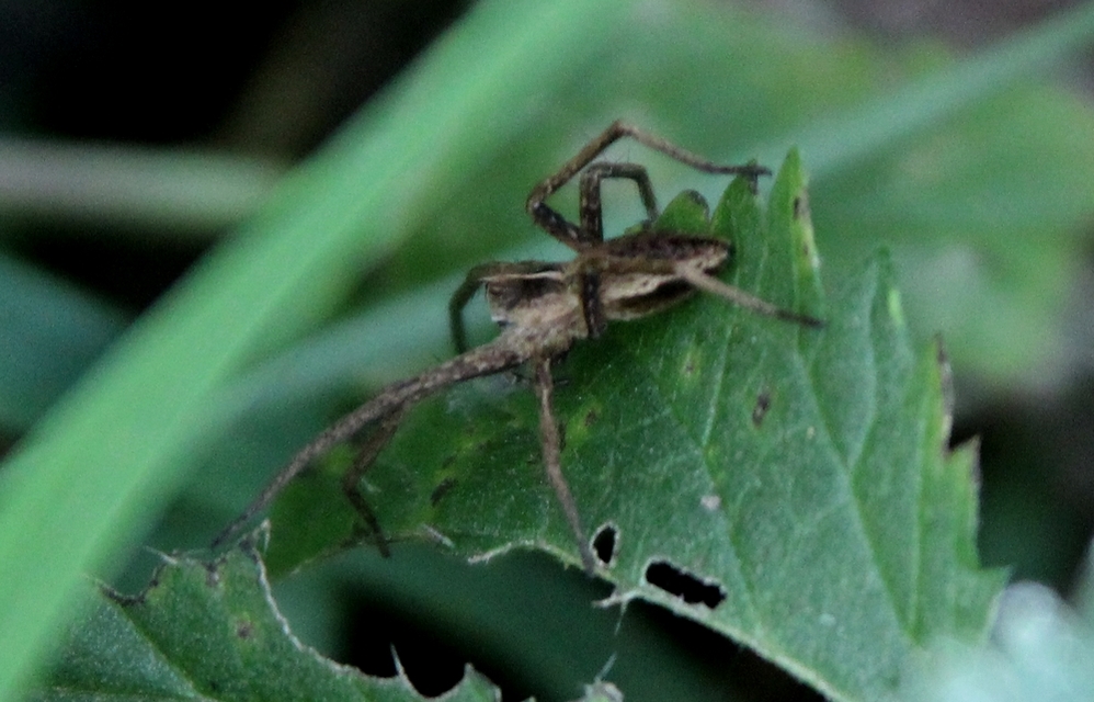 Pisaura mirabilis - csodáspók