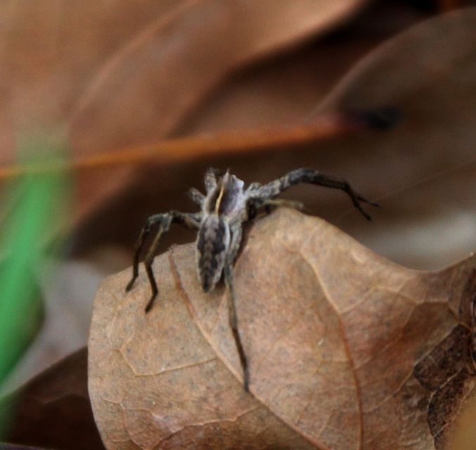 Pisaura mirabilis - csodáspók