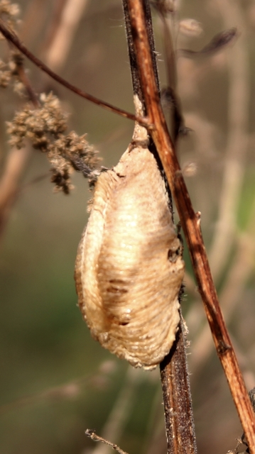 Mantis religiosa - imádkozósáska
