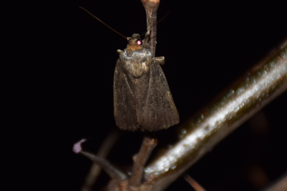 Amphipyra livida - zsírfényű bagoly