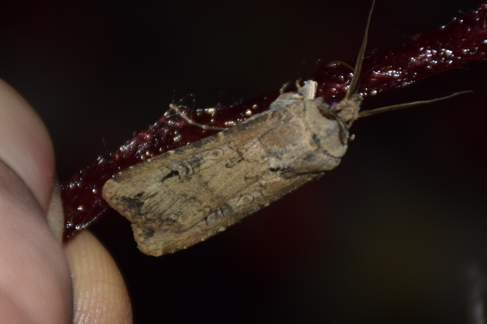 Agrotis ipsilon - nagy földibagoly