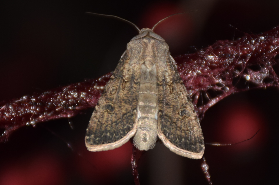 Agrotis segetum - vetési földibagoly