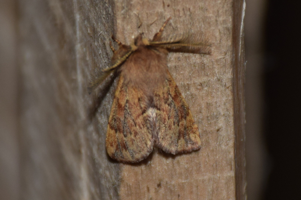 Ptilophora plumigera - tollas púposszövő