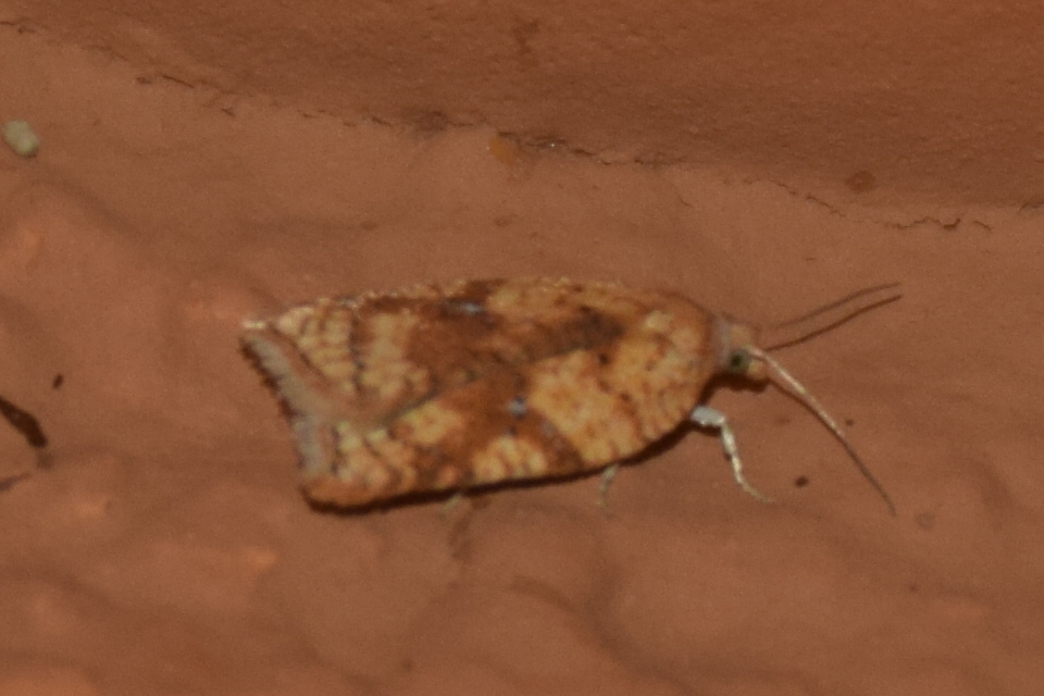 Acleris ferrugana - rozsdás levélmoly