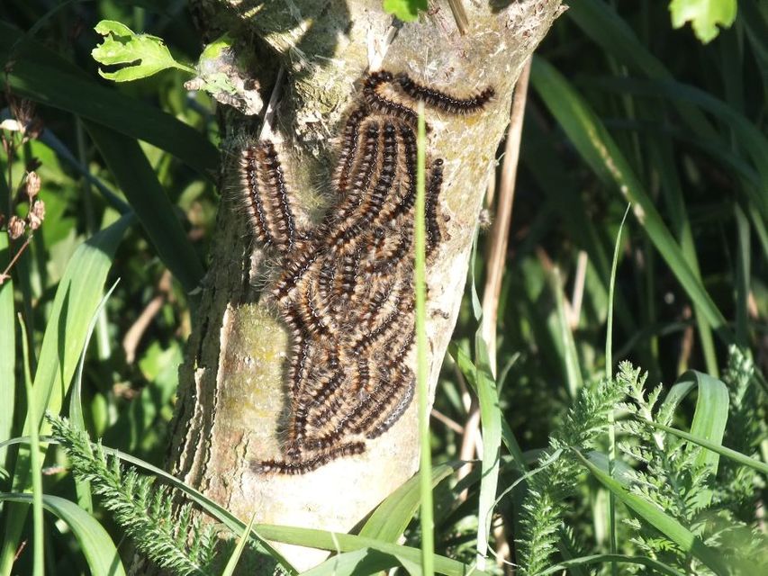 Eriogaster catax - sárga gyapjasszövő