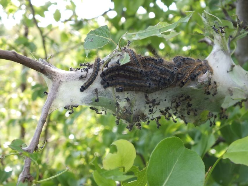 Malacosoma neustria - gyűrűsszövő