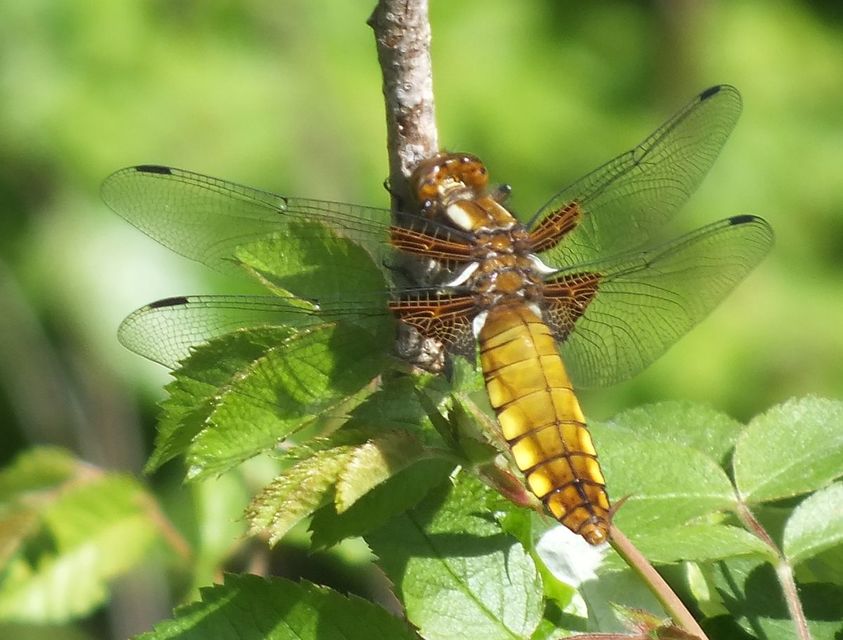 Libellula depressa - széles laposacsa