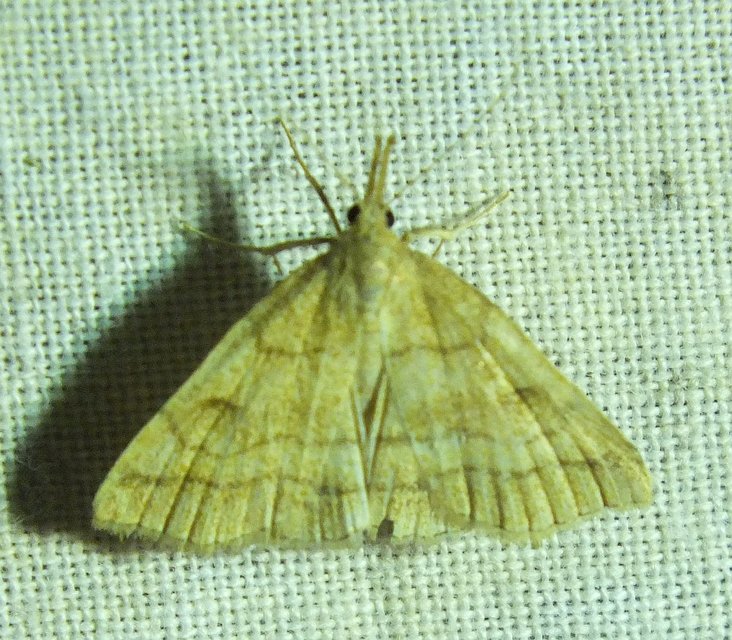 Polypogon gryphalis - láperdei karcsúbagoly
