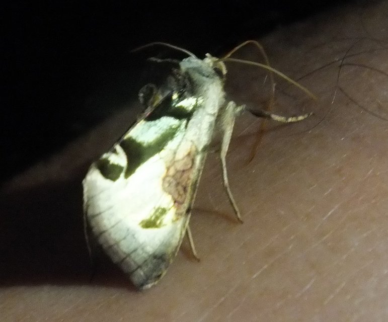 Diachrysia zosimi - nemes aranybagoly