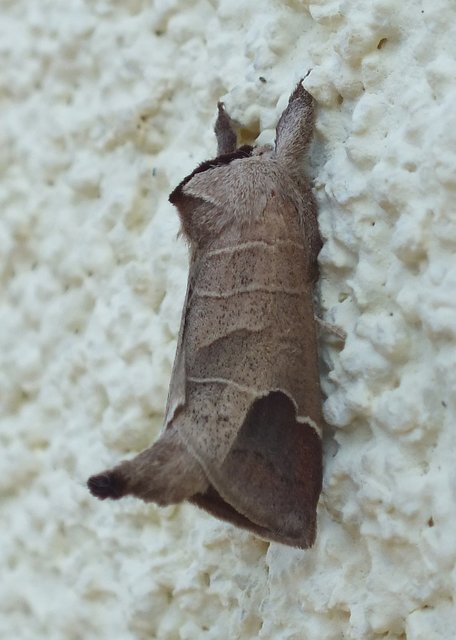 Clostera curtula - rövidszárnyú levélszövő