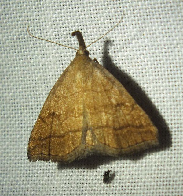 Polypogon gryphalis - láperdei karcsúbagoly