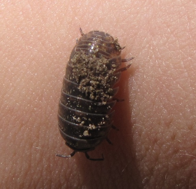 Armadillidium vulgare - szürke gömbászka