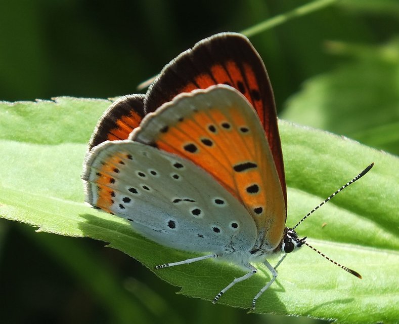 Lycaena dispar rutilus - nagy tűzlepke