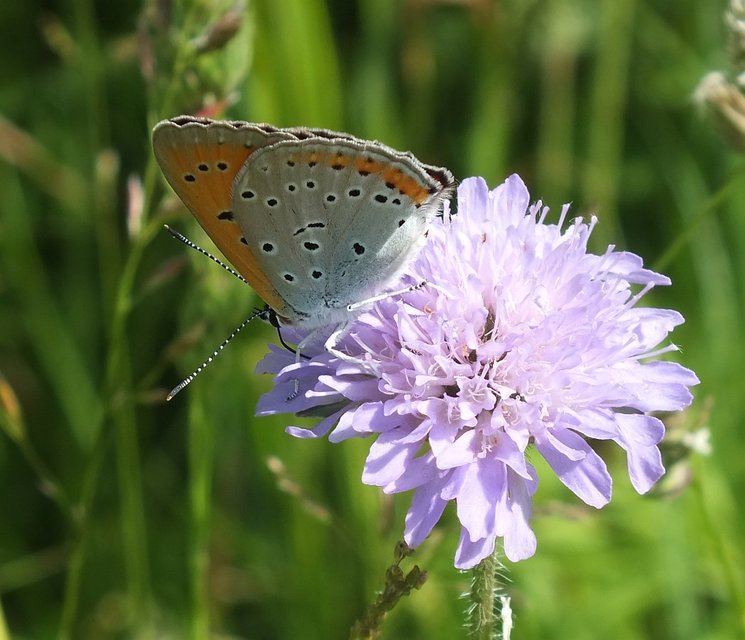 Lycaena dispar rutilus - nagy tűzlepke