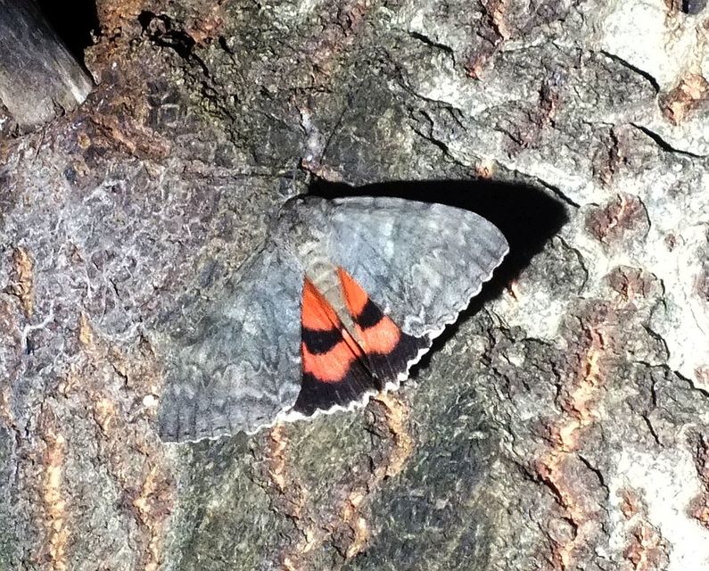 Catocala nupta - piros övesbagoly